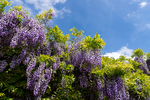 Spring flowers wisteria. Flowering tree blooming in sunset garden. HQ photo