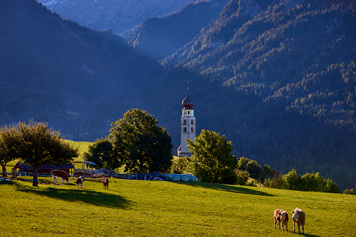 St. Valentin Church, Castelrotto Kastelruth with Mount Schlern in background in Dolomites, South Tyrol, Dolomite Alps, Italy. Cow’s are standing on the field in front of the church.