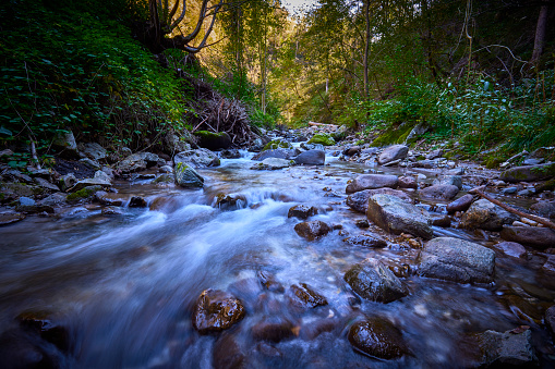 Large Cypress Trees with Stunning Fall Color Lining a Crystal Clear Texas Hill Country Stream.