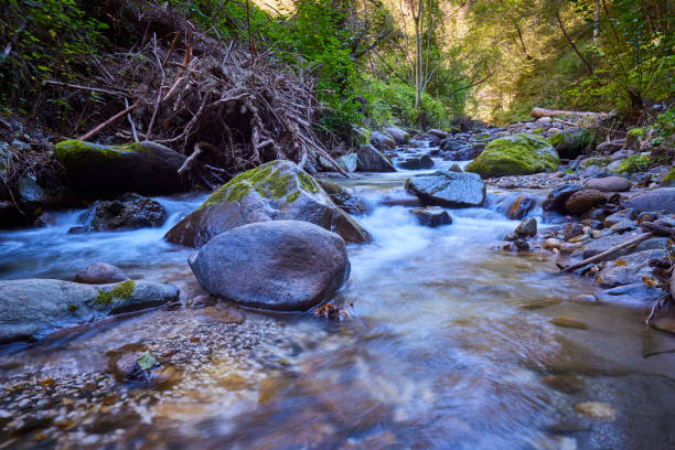 A swift stream of a stormy mountain river flows around the stone boulders through the morning forest after the rain. Tevenek River Third River , Altai, Siberia, Russia.