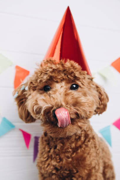 A small red poodle in a festive red cap on a white wooden background celebrates a birthday, licks his lips. Front view stock photo