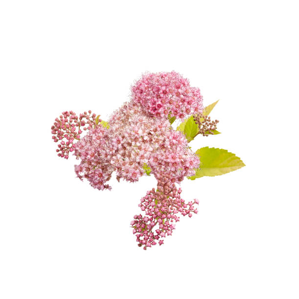 flower pink Spiraea Japanese on white background. isolated flower for design of cards, invitations.