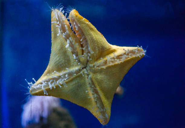 Icon Double Sea Star (Iconaster longimanus)