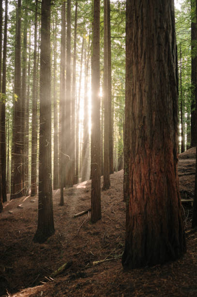istock Redwood forest at sunset 1726054809