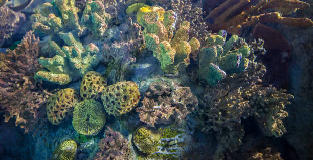 istock Group of mediterranean sponges 1726055119