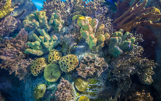 Group of mediterranean corals and sponges. Sessile aquatic animals