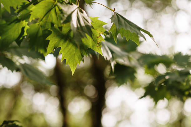 istock Platanus × acerifolia leaves 1726057137