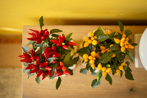 Ornamental pepper flowers in red and yellow color at home