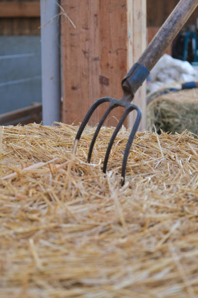 istock Four-pronged fork planted in a bale of straw, in a shed. 1726060149