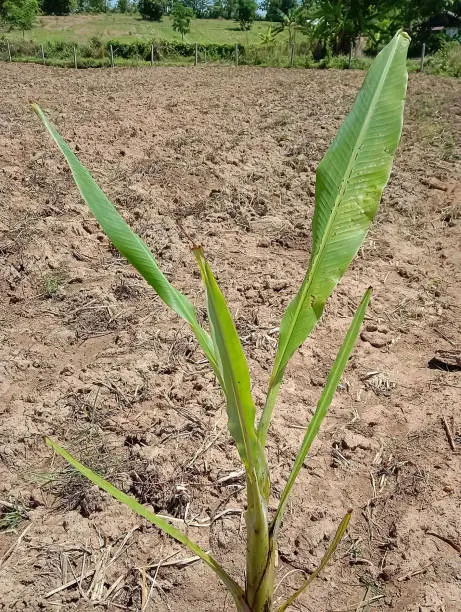 Picture of a newly planted banana tree in the garden. It has long green leaves.