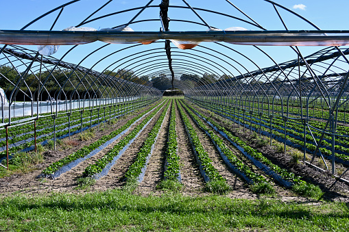 An opened polytunnel with long rows of strawberry plants.