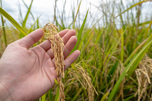 A farmer's hand holds rice grains in the field to admire the produce grown in the rice field that Thai people like to grow as the main crop of farmers.