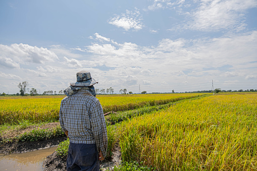 A farmer stands in the field looking at the rice plants. It is considered a very important plant for Thailand. Anvils are exported abroad and grown for use. It is the main crop of Thai farmers.