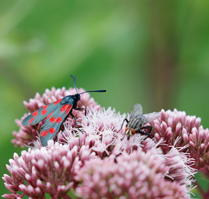 The six-spot burnet (Zygaena filipendulae) is a day-flying moth of the family Zygaenidae. It is a common species throughout Europe.\nThe sexes are similar and have a wingspan of 30–40 mm (1.2–1.6 in). The fore wings are dark metallic green with six vivid red spots (sometimes the spots are merged causing possible confusion with other species such as thefive-spot burnet). Occasionally, the spots are yellow or even black. The hind wings are red with a blackish fringe. The adults fly on hot, sunny days from June to August,[Note 1] and are attracted to a wide variety of flowers such as knapweed and scabious, as well as the larval food plants bird's foot trefoil and clover. The species overwinters as a larva.\nThe larva is plump and hairy with variable markings, usually pale green with rows of black spots. It pupates in a papery cocoon attached to foliage (source Wikipedia).