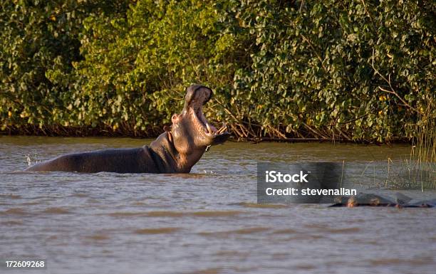 Hippo - Fotografie stock e altre immagini di Acqua - Acqua, Africa, Ambientazione esterna