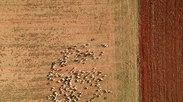 Flock of sheep grazing in the fields of Castile in a drone view, Segovia, Spain.