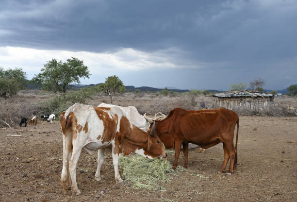 Domestic livestock of the Maasai tribe in a paddock against a dramatic sky stock photo