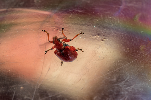 A macro shot of a bush beetle of the dark beetle family, top view. Photo taken in Chelyabinsk, Russia.