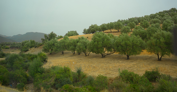 Typical landscape of the Emporda in Catalonia: Olive trees field in Spain, Mediterranean, Emporda, Girona, Catalonia