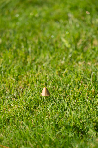 istock Mushrooms (Panaeolus semiovatus) in the foreground, on herbivore dung. 1726120568