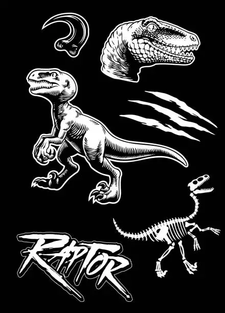 Vector illustration of Graphic Collection of Raptors Isolated Vector Illustration