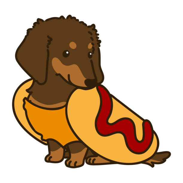 ilustrações de stock, clip art, desenhos animados e ícones de simple and cute halloween illustration of hot dog miniature dachshund outlined - dachshund hot dog dog smiling