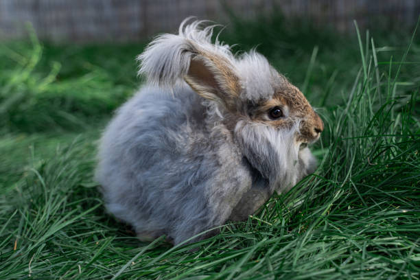 istock Medium sized Angora gray rabbit sitting on green grass on a sunny day before Easter 1726131754