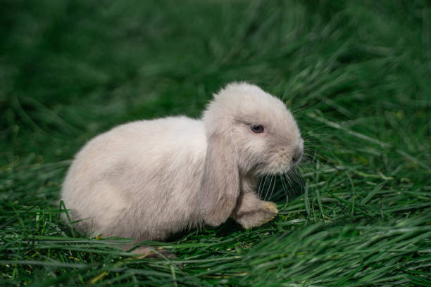istock Mini rabbit dutch ram sitting on a green grass 1726134094