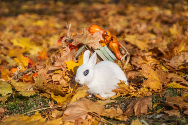 istock Hott white rabbit sits in autumn maple foliage on a sunny day before Halloween 1726134663