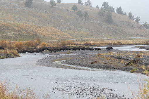 Running Bison or buffalo migrate east across river to better pasture with autumn colors in Lamar Valley of the Yellowstone Ecosystem in western USA of North America. Nearest cities are Jackson, Wyoming, Bozeman and Billings, Montana and Denver, Colorado
