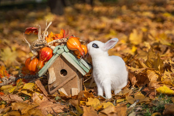 Hott white rabbit sits next to pumpkins in autumn maple foliage on a sunny day before Halloween Hott white rabbit sits next to pumpkins in autumn maple foliage on a sunny day before Halloween hott stock pictures, royalty-free photos & images