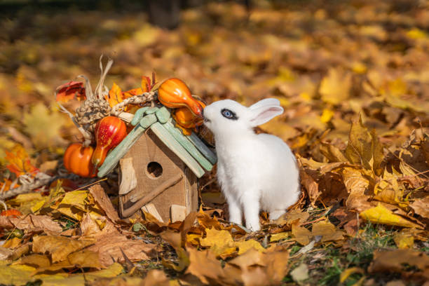 Hott white rabbit sits and eats pumpkins in autumn maple foliage on a sunny day before Halloween Hott white rabbit sits and eats pumpkins in autumn maple foliage on a sunny day before Halloween hott stock pictures, royalty-free photos & images