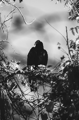 Black and white photo of a Turkey Vulture perched in a tree!