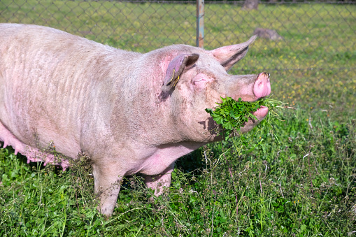 Female white sows for raising piglets feeding on green grass in the meadow.