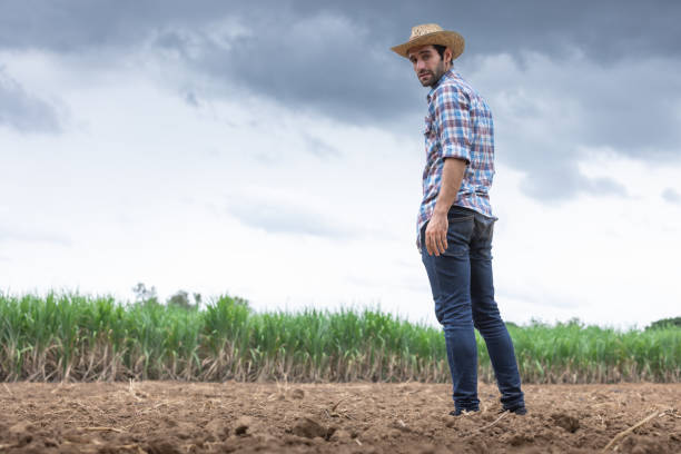 istock Farmer checking the soil condition at sugarcane in the dry season. 1726140607
