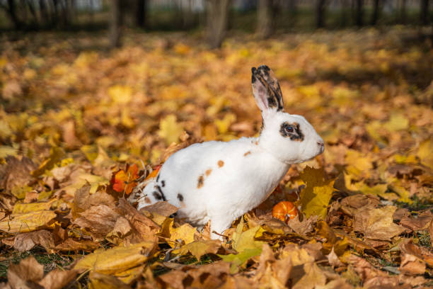 istock Rabbit tricolor sits in autumn maple foliage on a sunny day 1726147537