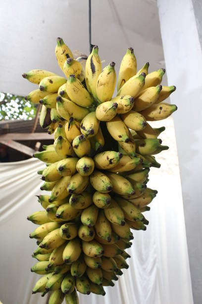 istock a bunch of ripe bananas hanging on a white background 1726151172