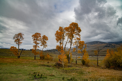 Autumn colors in Lamar Valley of the Yellowstone Ecosystem in western USA of North America. Nearest cities are Jackson, Wyoming, Bozeman and Billings, Montana and Denver, Colorado