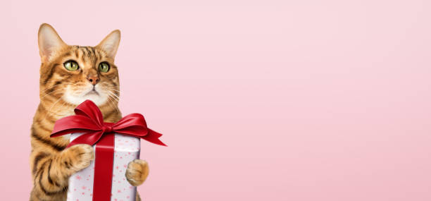istock Happy cat holds a gift in her paws. 1726159947