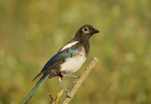 Young bird of The Eurasian magpie or common magpie (Pica pica) is looking on the sky with an open beak waiting for his parents on the grass lawn in the garden at sunny summer day