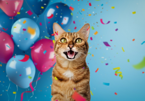 Funny portrait of a happy smiling bengal cat on a festive background with balloons and confetti. Festive background with a cat for birthday or new year.