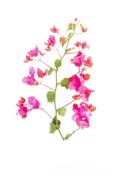 istock Pink blooming bougainvilleas. 1726171579