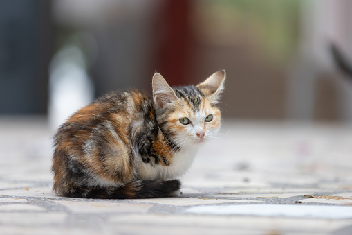 Little stray kitten is standing on the street.
Istanbul - Turkey.