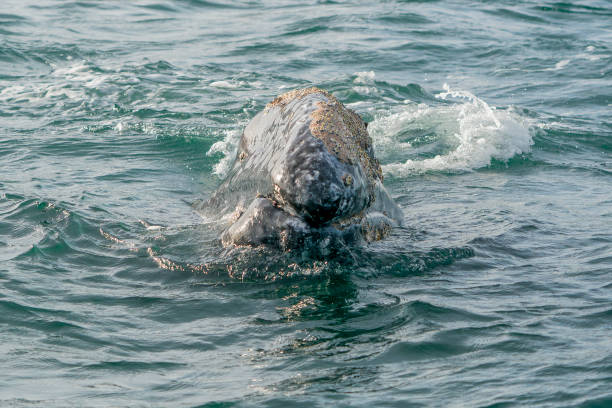 istock grey whale in baja california sur, mexico 1726180025