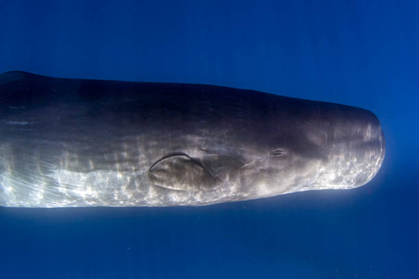 istock sperm whale underwater in the ocean 1726180038