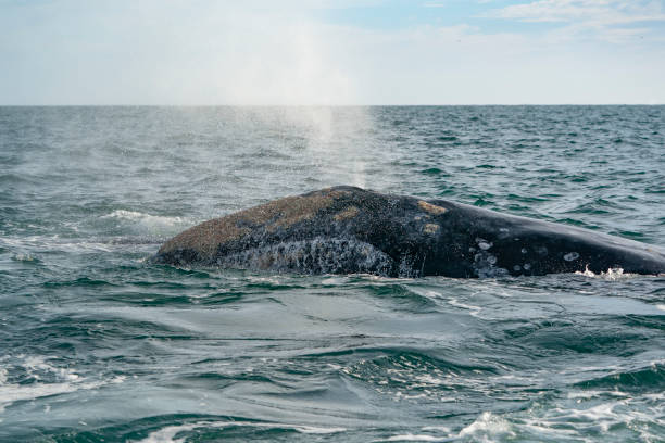 istock grey whale in baja california sur, mexico 1726180067