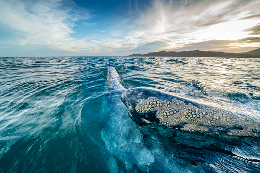 A grey whale at sunset in baja california sur, mexico