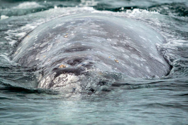 istock grey whale in baja california sur, mexico 1726180095
