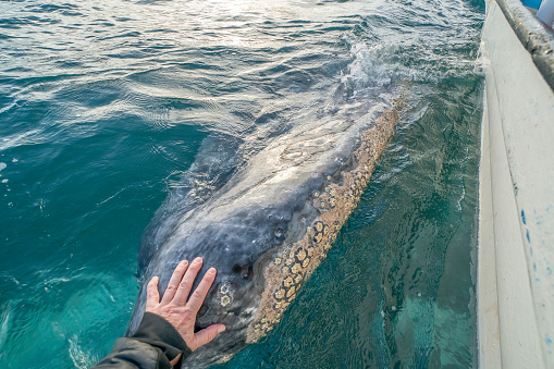 A human hand petting touching a grey whale in baja california sur, mexico