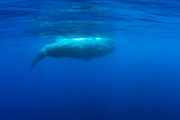 istock sperm whale underwater in the ocean 1726181510